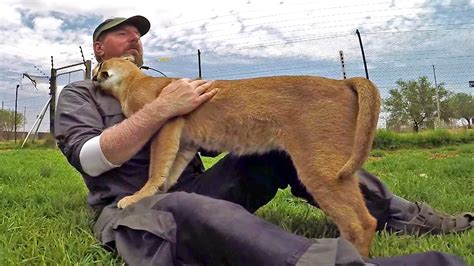 Caracal Big Floppa Cat Breed