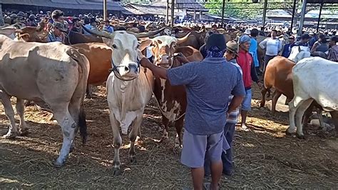 Ribu Nego Babon Sapi Super Hari Kemerdekaan Agustus Pasar