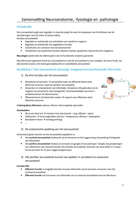 Samenvatting Neuro Anatomie Geheel Samenvatting Neuroanatomie