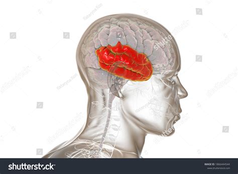 Human Brain Highlighted Temporal Lobe 3d Stock Illustration 1866444544