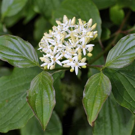 Red Twig Dogwood Shrubs for Sale – FastGrowingTrees.com