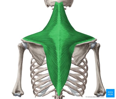 Trapezius Muscle Anatomy And Function Images And Photos Finder