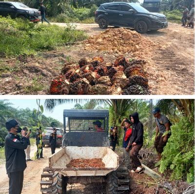 Pekerja Panen PT DSI Ditemukan Memanen Sawit Warga Siak