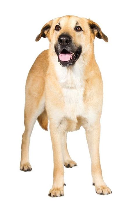 Chinook Dog Breed Information Chinook Dog Dog Breeds Dogs