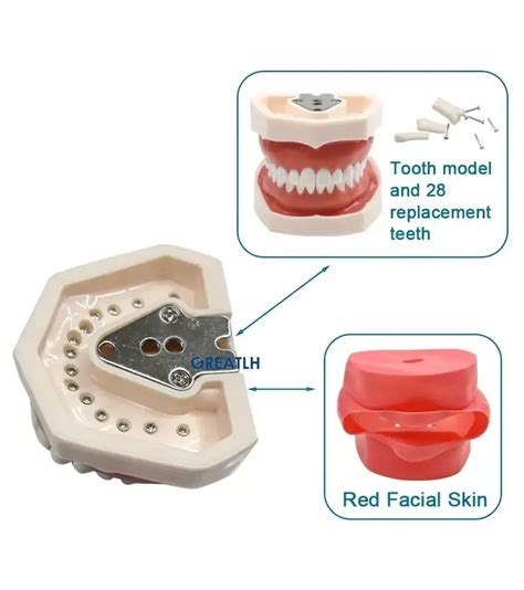 Cabeza de simulador Dental maniquí fantasma con mandíbula magnética