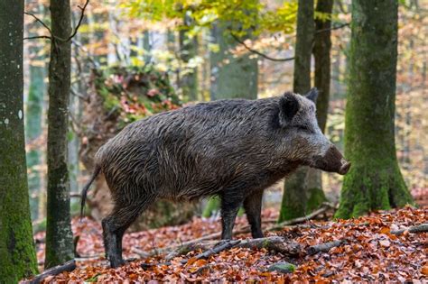 Le Grand Remplacement Des Centaines De Milliers De Sangliers