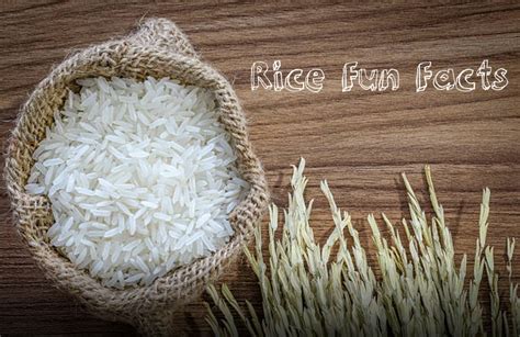 Rice Information Articles On Rice Rice Facts Forms Of Rice Skrm Blog Shree Krishna Rice Mills