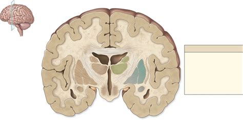 Cerebral Nuclei Diagram Quizlet