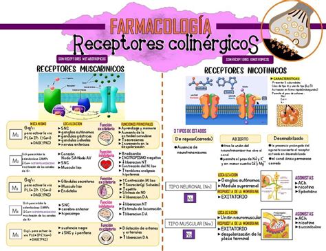 Quais São Os Tipos De Fármacos Agonistas Colinérgicos