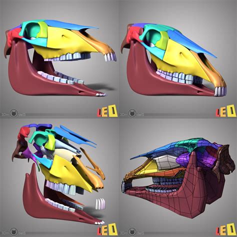 3d Model Horse Head Anatomy Skull