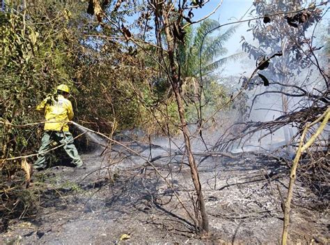 Emergencias Por Rboles Ca Dos E Incendios Forestales Atiende La