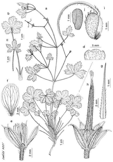 Geranium Wislizenii A Habit B Basal Leaf C Caulinar Leaf D Download Scientific Diagram