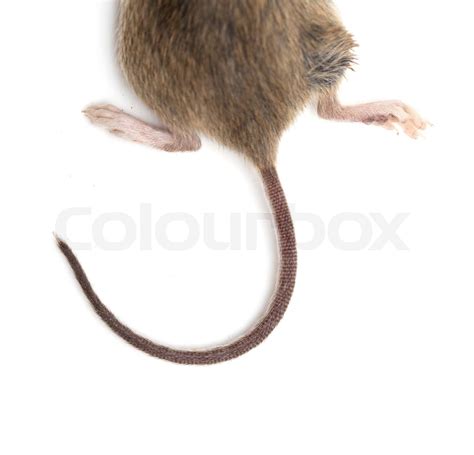 tail of the mouse macro | Stock image | Colourbox