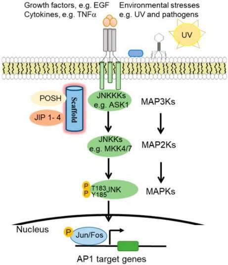 Jnk Pathway Key Mechanisms And Physiological Functions Anygenes