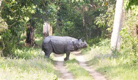 Kaziranga National Park Now Open For Tourists