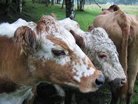 Cows In Rain Juha Haataja Flickr