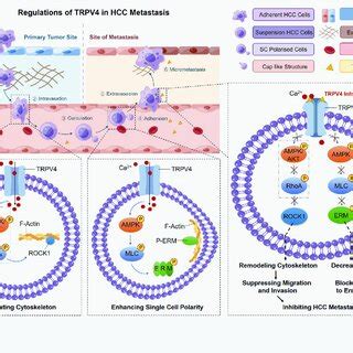 Schematic Representation Of Trpv Regulations In The Metastasis Of Hcc