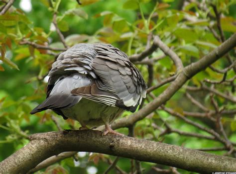 2012052814 Fluffed Up Wood Pigeon Columba Palumbus Br Flickr