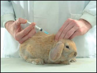 La vacunación en conejos Centro Veterinario Mascoteros