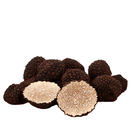 Tartufo Uncinato Tuber Uncinatum Chantin