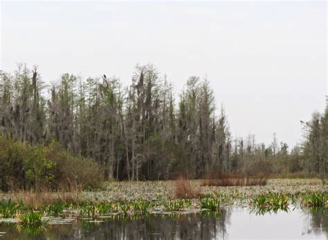 Using Georgia Native Plants: Into The Swamp