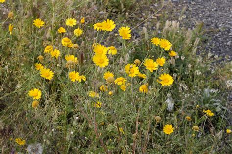 Glebionis Segetum Saat Wucherblume Glebionis Segetum C Flickr