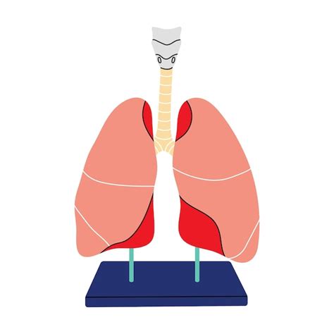 Premium Vector Anatomy Of Lungs In Flat Line Style Cartoon Human