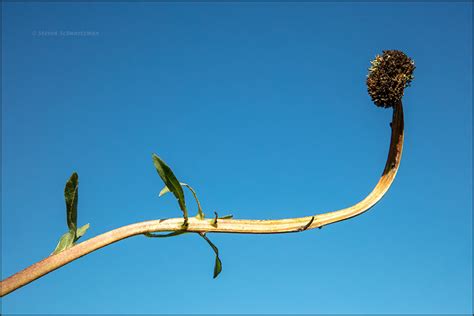 Maximilian Sunflower Seed Heads Portraits Of Wildflowers