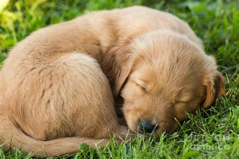 Golden Retriever Puppy Sleeping Photograph by Linda Freshwaters Arndt