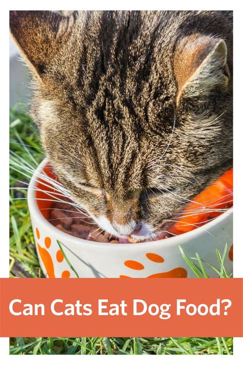 Can Cats Eat Dog Food Cat Nutrition Cat Health Pets