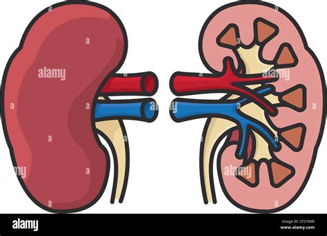 Simplified Isolated Vector Illustration Of Human Kidney And Cross