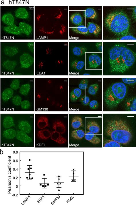 Subcellular Localisation Of Hrab Mutants In Hela Cells A B