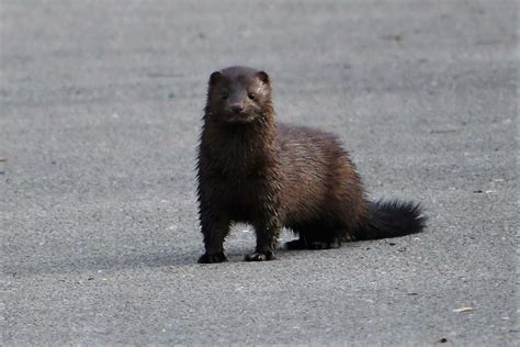 Creature Feature The Mysterious Mink Forest Preserve District Of