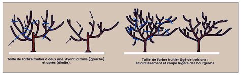 Taille De Fructification Pour Arbres Fruitiers Sch Ma Explications