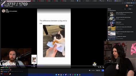 Cats Are USELESS And FAT Wolfabelle Reacts To AsmongoldClips YouTube