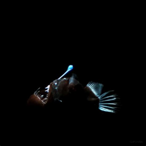 Finding Nemo Anglerfish Gif