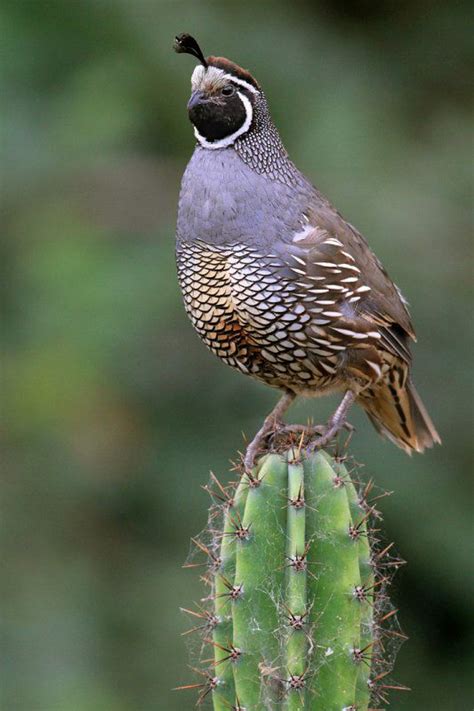 California Quail Callipepla Californica Atop A Cactus By Herb