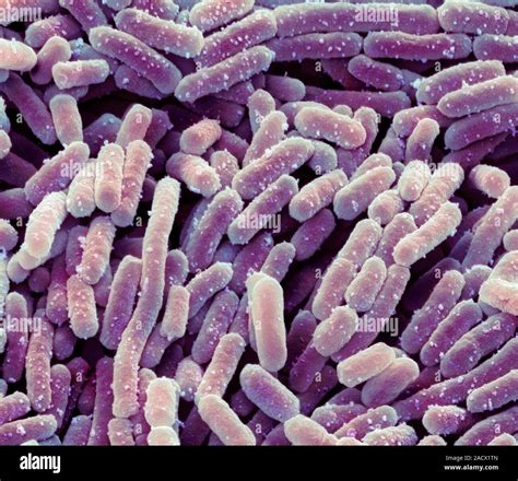 Lactobacillus Bacteria Coloured Scanning Electron Micrograph SEM Of