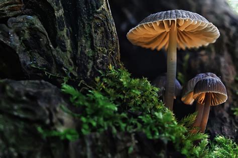 Ces 6 Arbres Qui Abritent Des Champignons