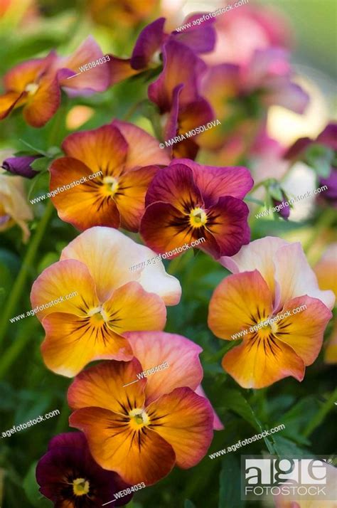 Golden Sunset Shades Pansy Flower Pattern Viola X Wittrockiana Stock