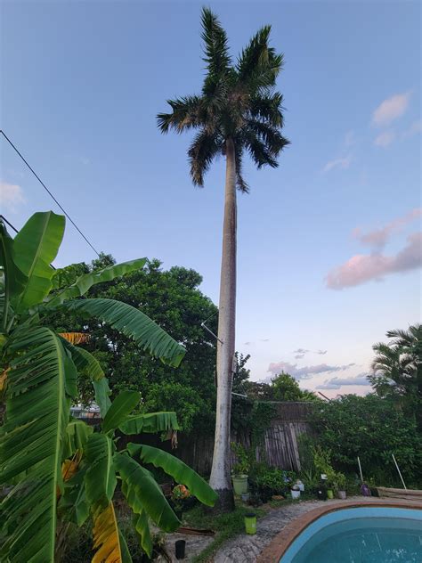 Cuban Royal Palm