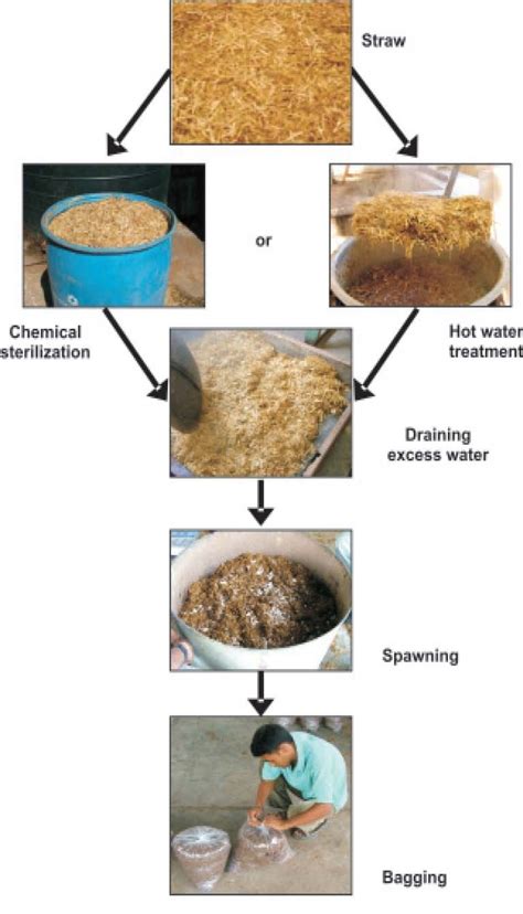 Fig 3 Pictorial Flow Chart Of Oyster Mushroom Cultivation