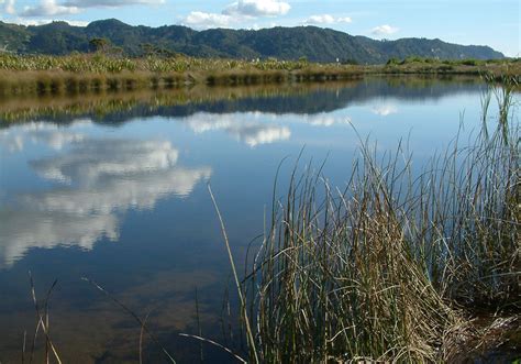 Wetland Walks Visit Wetlands National Wetland Trust Of New Zealand