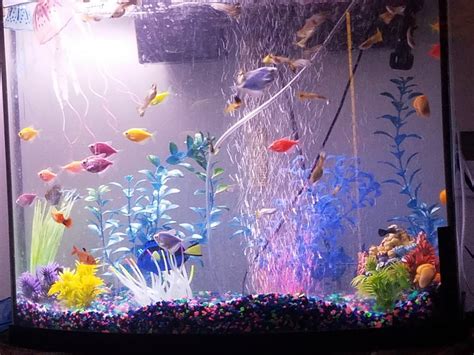 Can Glofish Tetras Live With Guppies Aquariumia