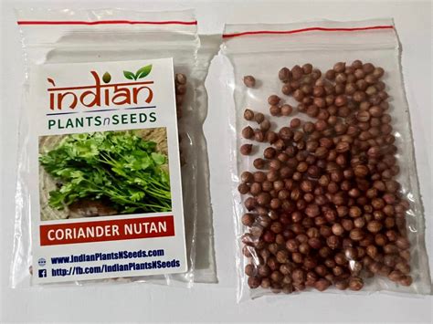 Ips070 Coriander Nutan Hybrid Seeds Indian Plantsnseeds