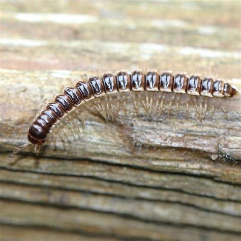 Greenhouse Millipede Lareral Dorsal Oxidus Gracilis BugGuide Net