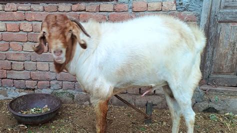 South African Boer Goats For Sale Youtube