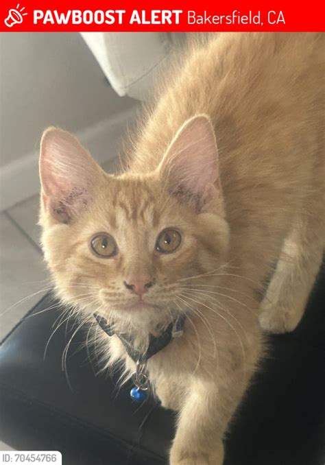 Bakersfield Ca Lost Male Cat Chikar Is Missing Pawboost