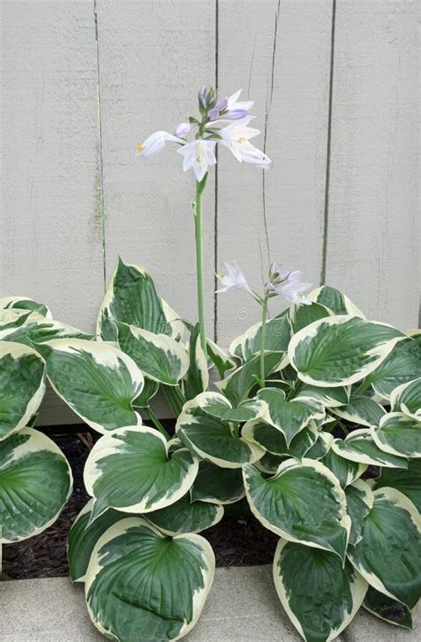 Blooming Patriot Hosta Plantain Lily Stock Image Image Of Flowering