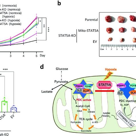 Mitochondrial Stat A Supports Cell Proliferation In Vitro Under Hypoxia